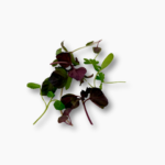 MICRO MIX SALAD