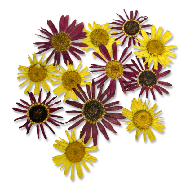 MINI DAISY PRESSED