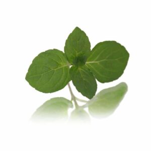MINT TIPS (MENTHA)