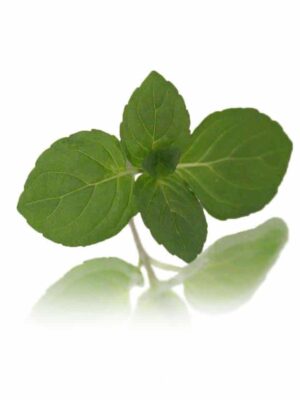 MINT TIPS (MENTHA)