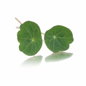 NASTURTIUM LEAVES