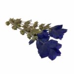 OXFORD BLUE ( SALVIA SAGE)