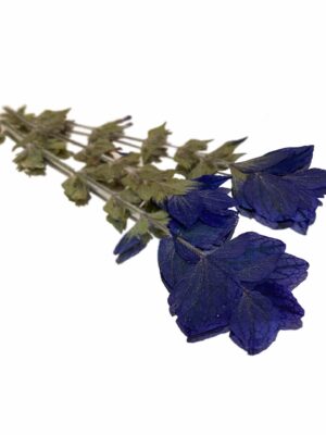 OXFORD BLUE ( SALVIA SAGE)
