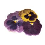 PANSY