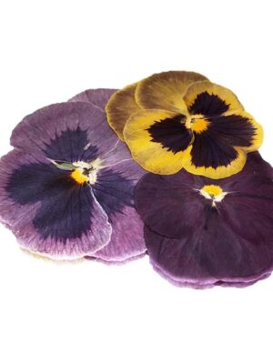 PANSY