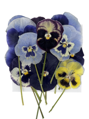 PANSY PRESSED WITH STEMS