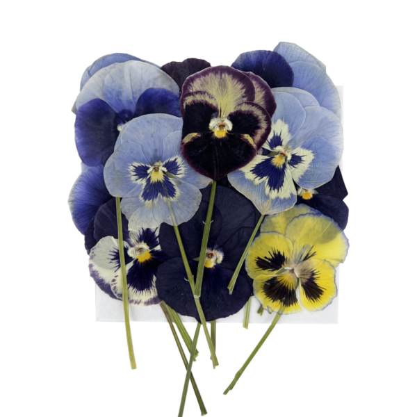 PANSY PRESSED WITH STEMS