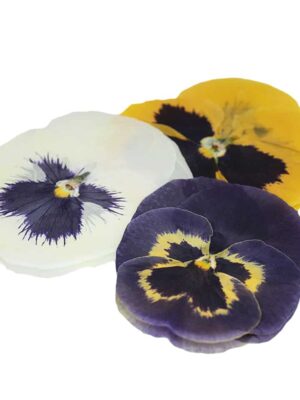 PANSY RESSED(GIANT)