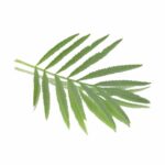 PERUVIAN MARIGOLD LEAVES