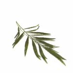 PERUVIAN MARIGOLD LEAVES