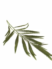 PERUVIAN MARIGOLD LEAVES