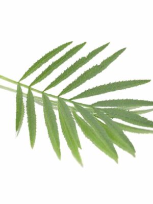 PERUVIAN MARIGOLD LEAVES