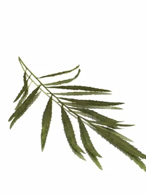 PERUVIAN MARIGOLD LEAVES