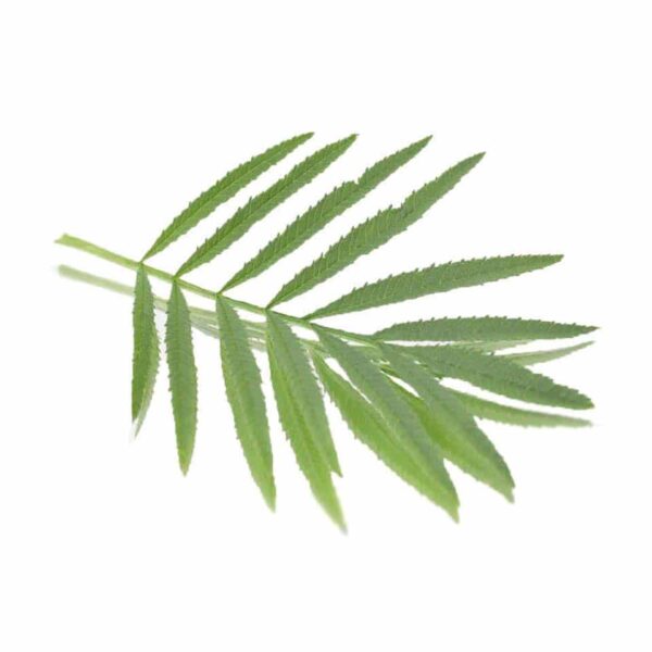 PERUVIAN MARIGOLD LEAVES