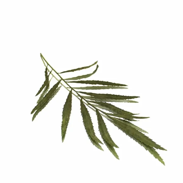 PERUVIAN MARIGOLD LEAVES