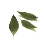 PINEAPPLE SAGE PRESSED LEAVES