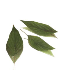 PINEAPPLE SAGE PRESSED LEAVES