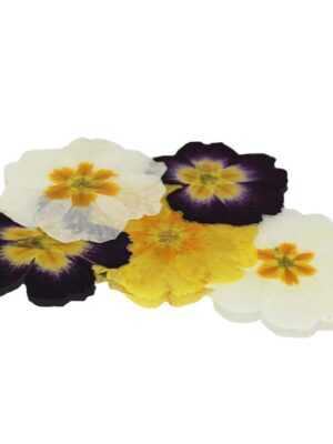 PRIMULA PRESSED(PRIMROSE)