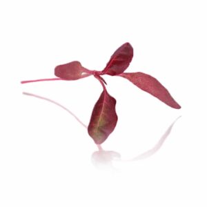 RED AMARANTH