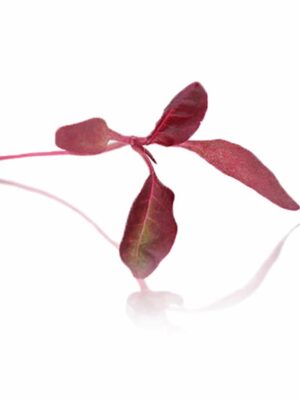 RED AMARANTH