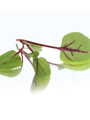 RED VEIN SORREL