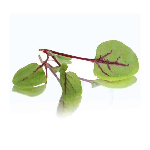 RED VEIN SORREL