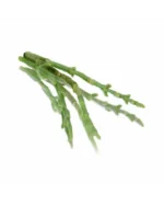 SALICORNIA (SAMPHIRE)