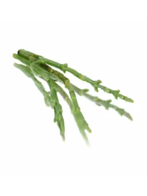 SALICORNIA (SAMPHIRE)