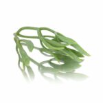 SEA FENNEL (ROCK SAMPHIRE)