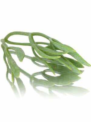 SEA FENNEL (ROCK SAMPHIRE)