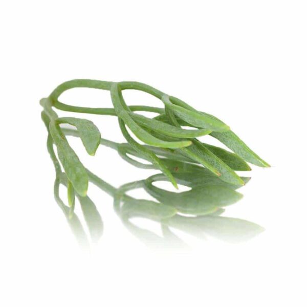 SEA FENNEL (ROCK SAMPHIRE)