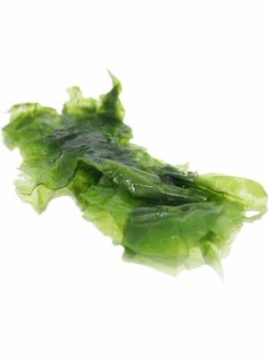 SEA LETTUCE (SEAWEED)