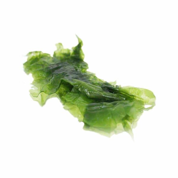 SEA LETTUCE (SEAWEED)
