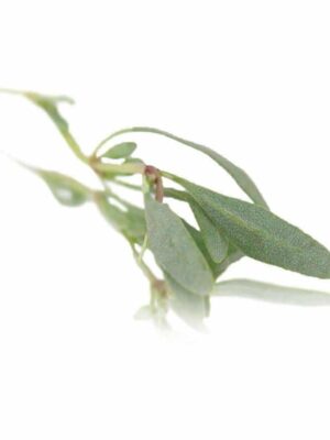 SEA PURSLANE