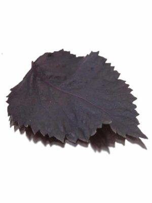 SHISO (PERILLA)