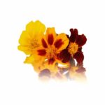 TAGETE (MARIGOLD)