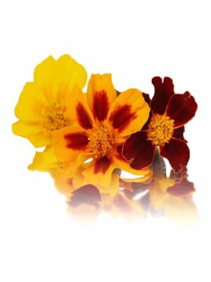TAGETE (MARIGOLD)