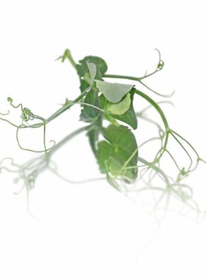 TENDRIL PEA SHOOTS