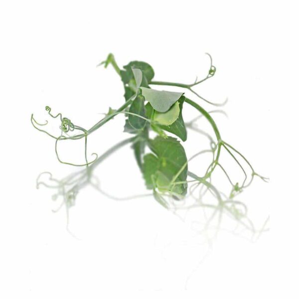 TENDRIL PEA SHOOTS