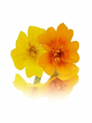 TINY TAGETE(MICRO MARIGOLD)