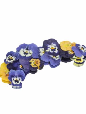 VIVOLA PRESSED (MINIATURE)