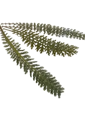 YARROW PRESSED LEAVES