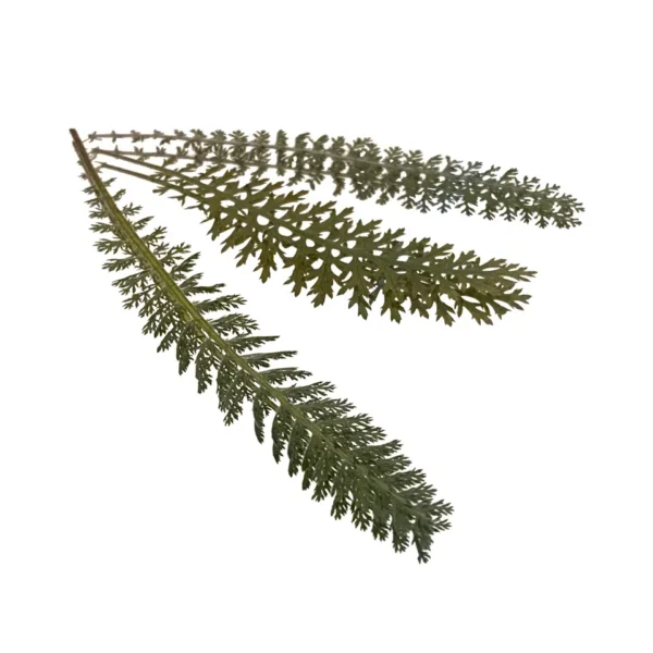 YARROW PRESSED LEAVES