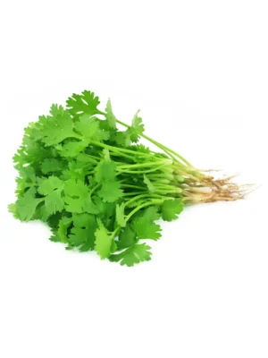 CORIANDER