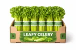 LEAFY CELERY