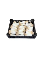 OYSTER KING MUSHROOM