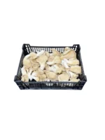 OYSTER MUSHROOM