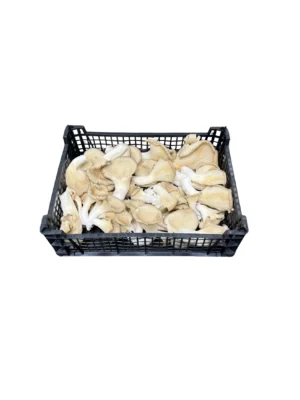 OYSTER MUSHROOM