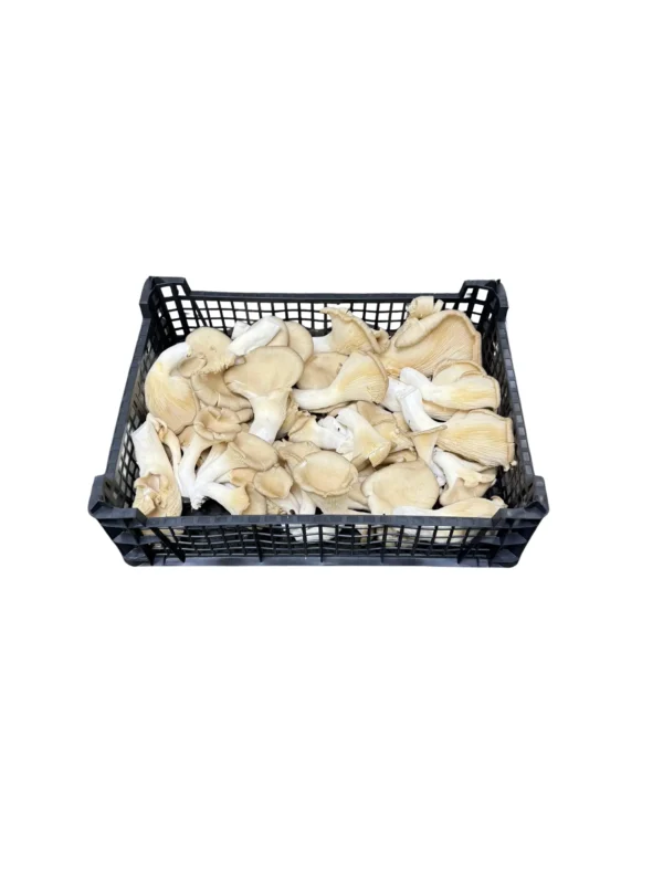 OYSTER MUSHROOM