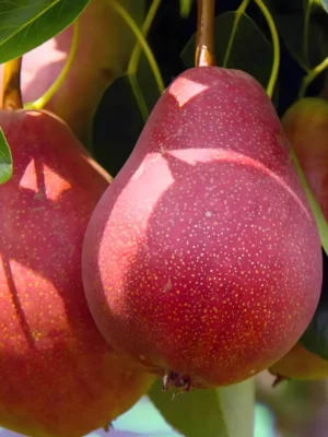 RED PEAR LOOSE 12KG